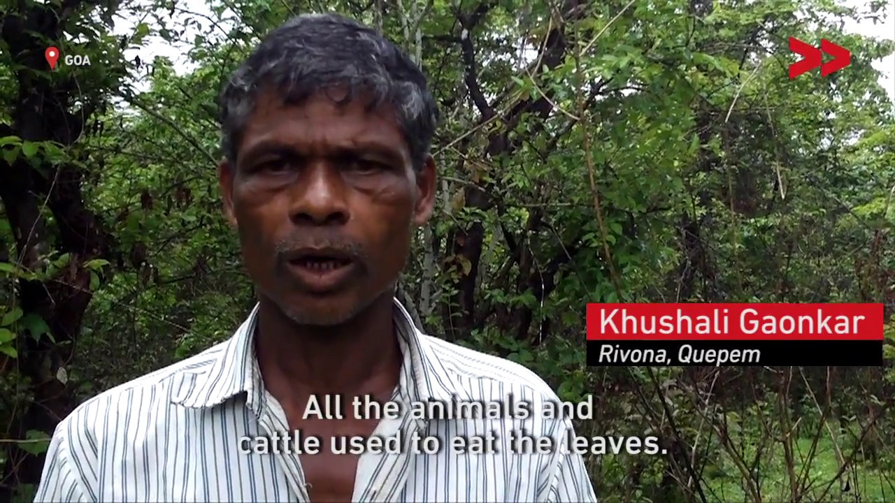 Goa Forest Warriors - A Community Guards its Forest