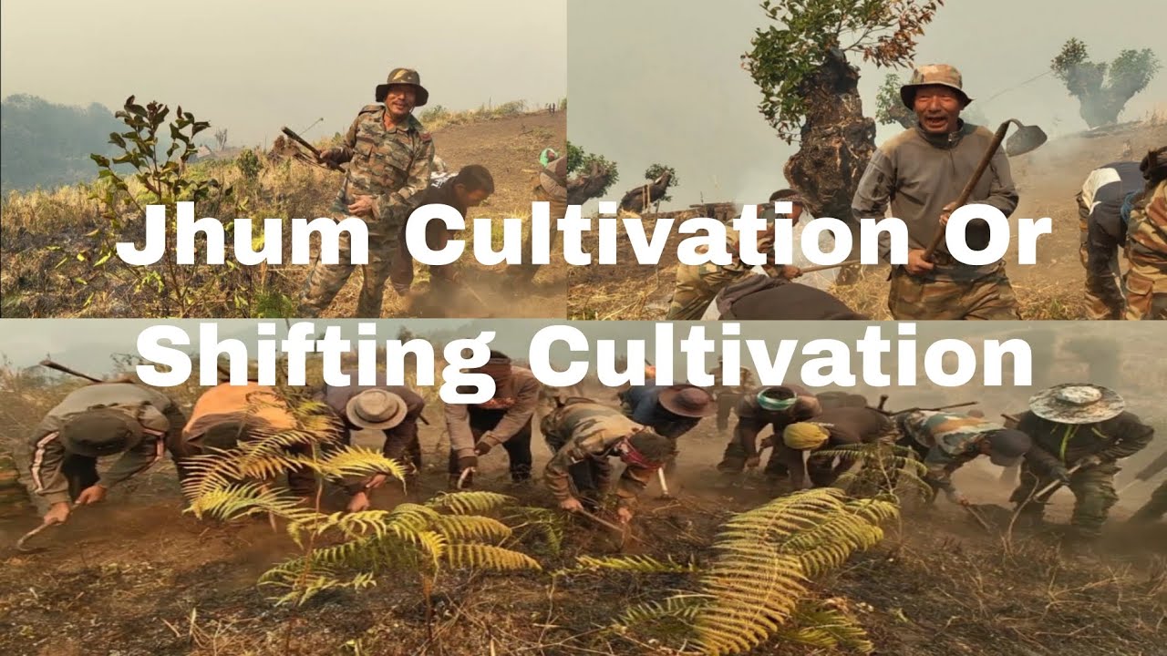 Jhum Cultivation Or Shifting Cultivation NorthEast India 🇮🇳
