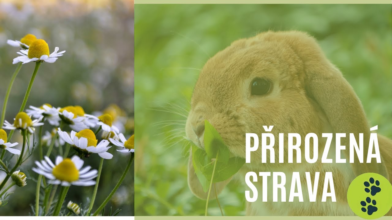 Vhodné byliny pro králíky a jejich vlastnosti