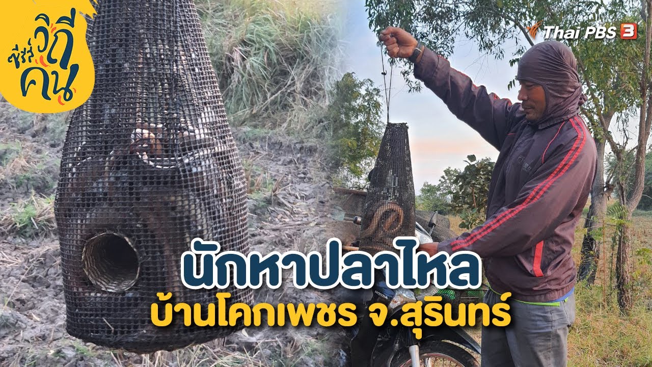นักหาปลาไหล บ้านโคกเพชร จ.สุรินทร์ | ซีรีส์วิถีคน