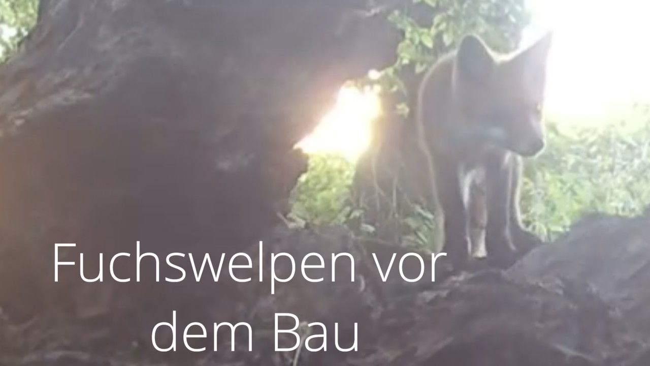 Wildkamera, Trailcam, Fuchswelpen am Bau Teil1 im Nördlichen Harzvorland