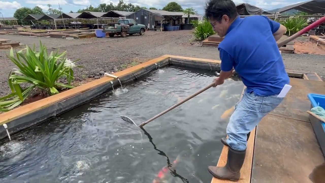 How To Safely Transport/Move Your Koi - Kodama Koi Farm