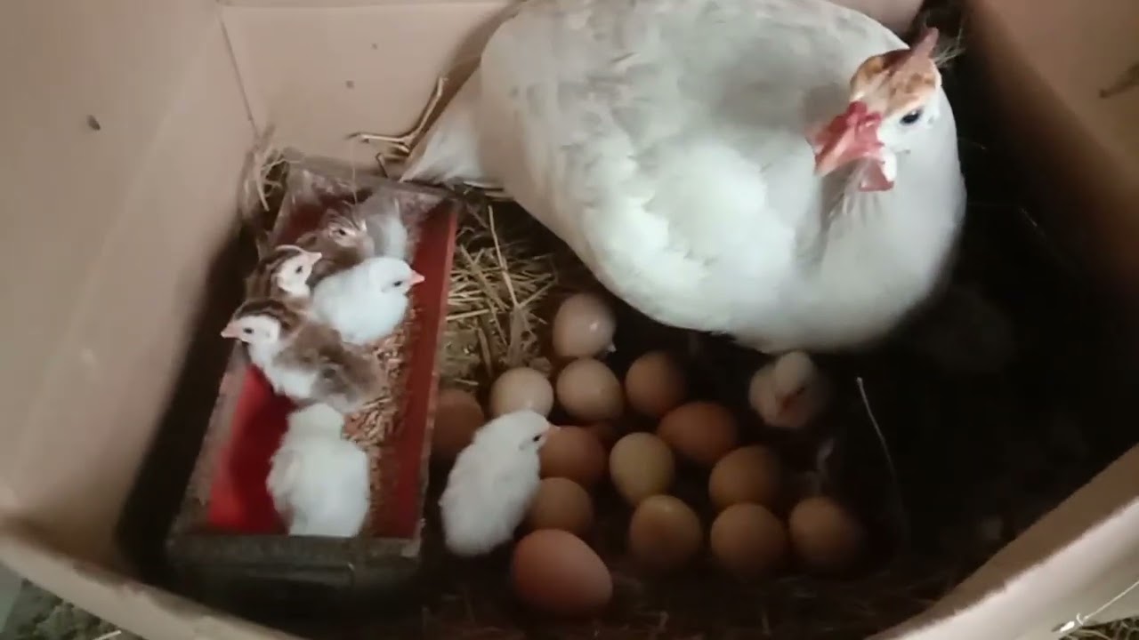 PAANO ALAGAAN ANG SISIW NG BENGALA / GUINEA KEETS