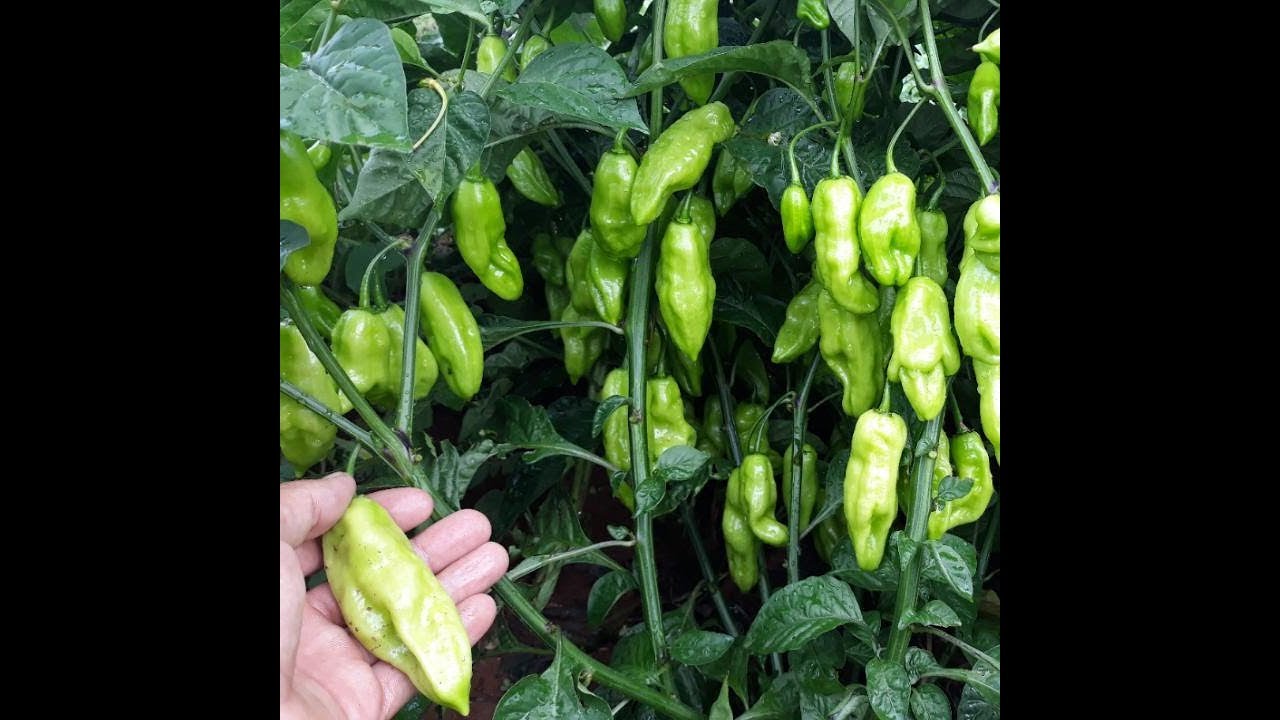Principais dificuldades no cultivo da Pimenta de Cheiro!!!
