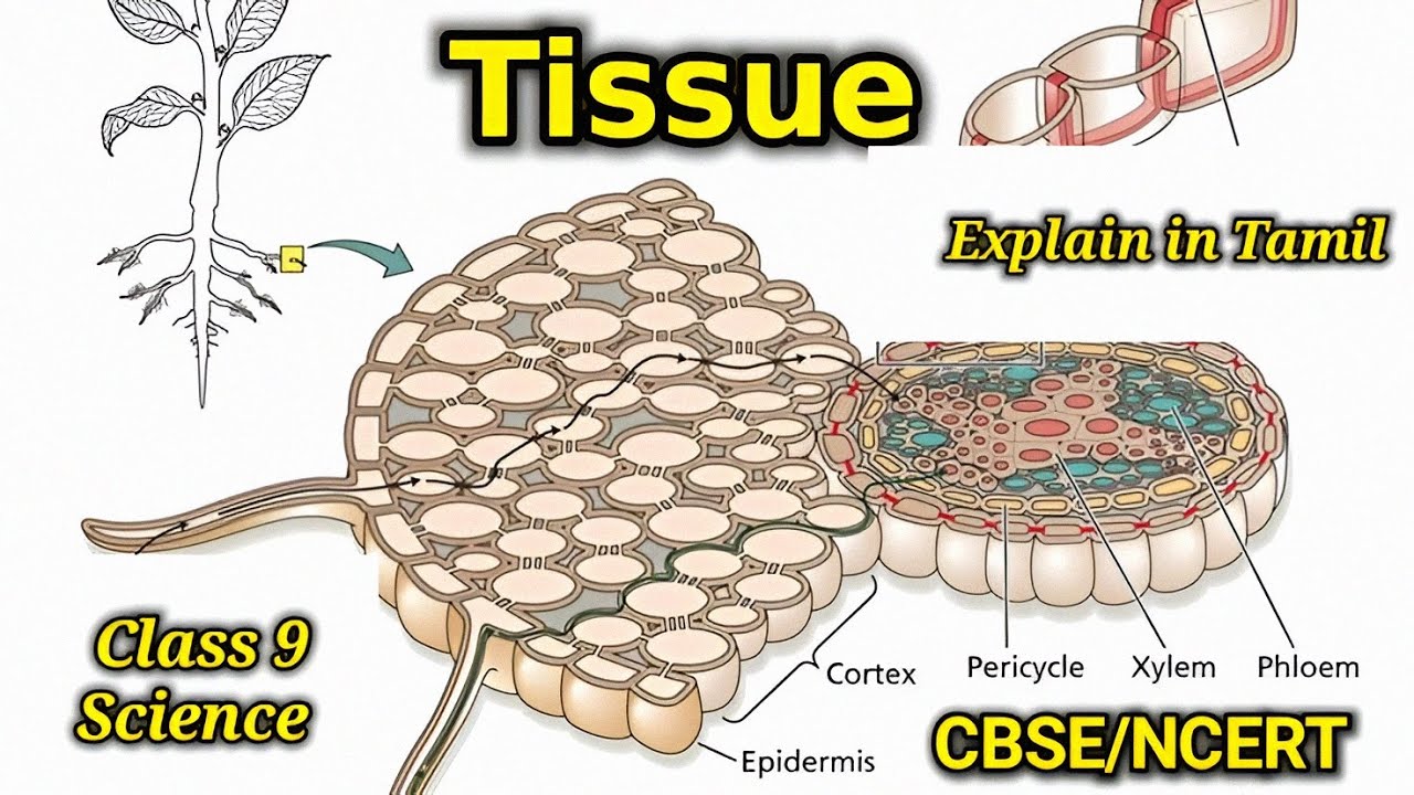 Tissue | Class 9 | CBSE NCERT | Epithelial tissue | plant tissue | animal tissue | explain in Tamil