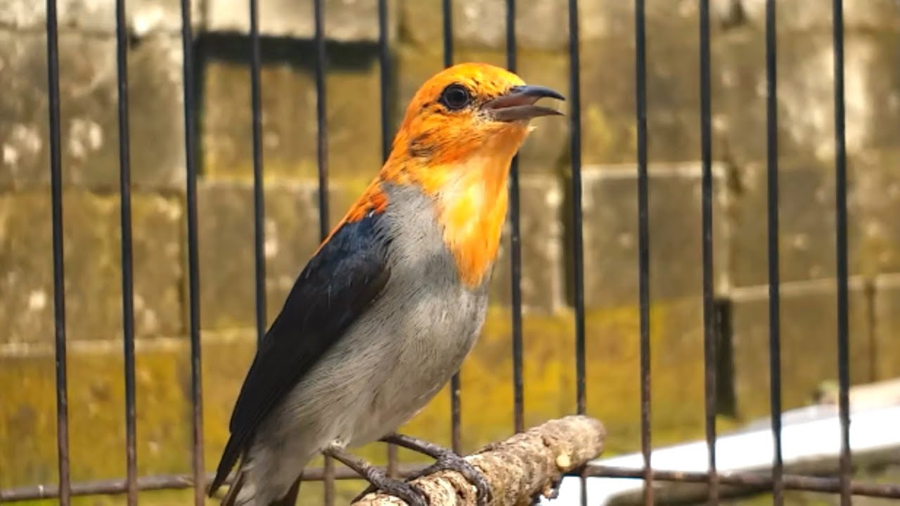 Pancingan burung kemade bahan jantan betina agar cepat bunyi gacor ngalas