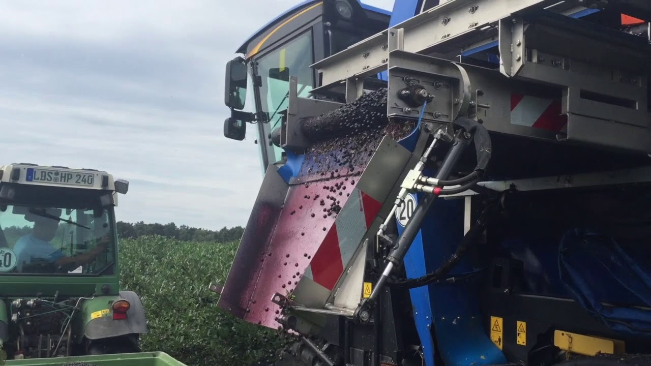 Aroniaernte Erntemaschine Braud im Einsatz