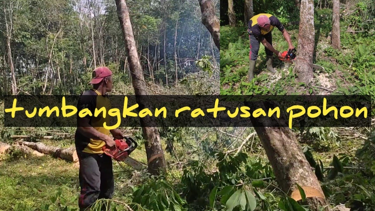 chainsaw mini falcon tumbangkan pohon dengan cepat