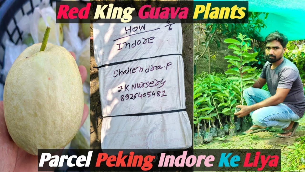 Red King Guava Plants. Parcel Peking Indore Ke Liya 13/10/2025 Contact Whatsapp 8926405481