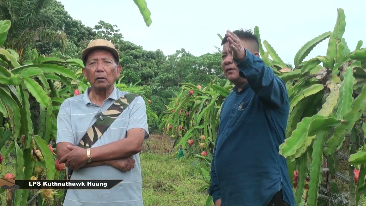 Mizoram a Dragon fruit Ban nei tam ber Kawnpui Zau au ramah