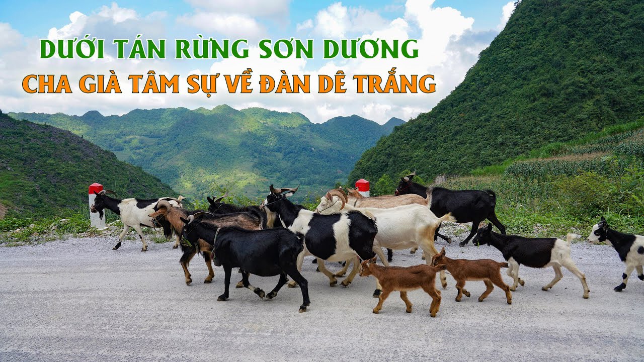 Kiếm 200 triệu/năm từ nuôi dê thả đồi, thả núi || Những lưu ý khi nuôi dê chăn thả tự nhiên