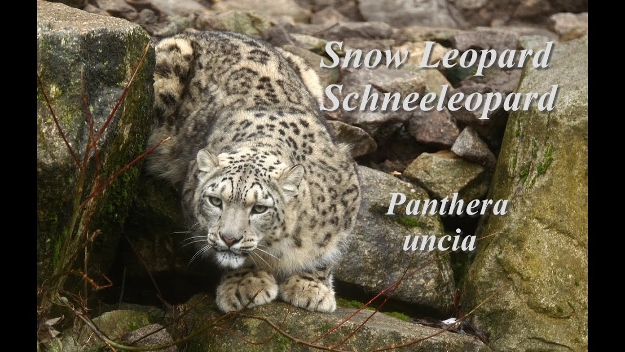 The ghost of the mountains: Panthera uncia. Snow Leopard, Schneeleopard, Irbis, Ounce.