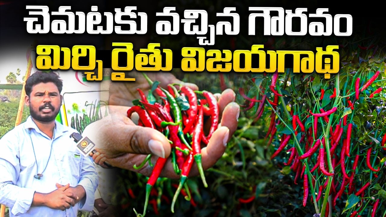 చెమటకు వచ్చిన గౌరవం 🌶️మిర్చి రైతు విజయగాథ Mirchi seeds | #anchornagesh @Signature Studios