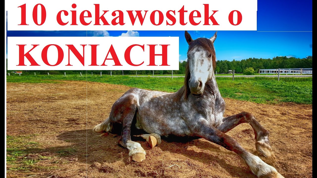 10 ciekawostek o Koniach