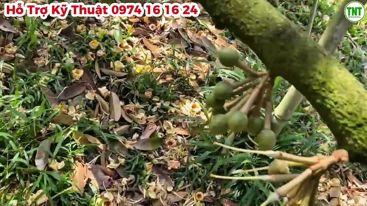 Sầu Riêng Xổ Nhụy Gặp Mưa Nhiều Nhà Vườn Lo Lắng