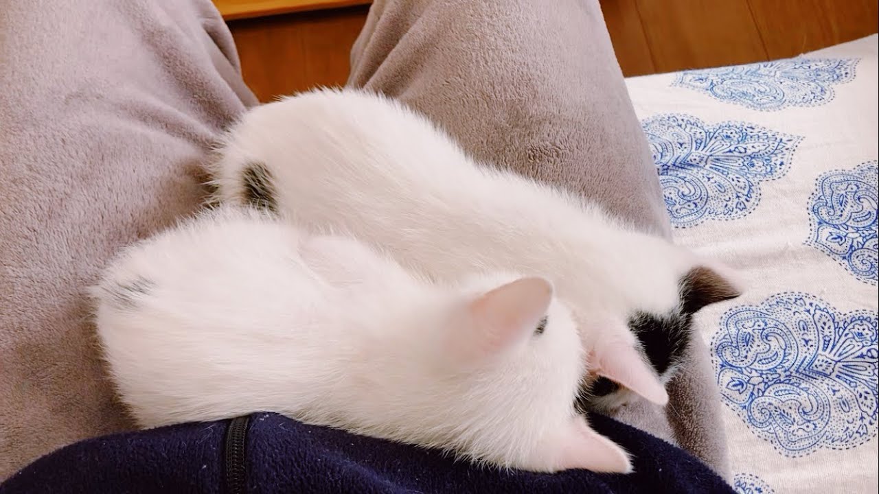 かわいい形