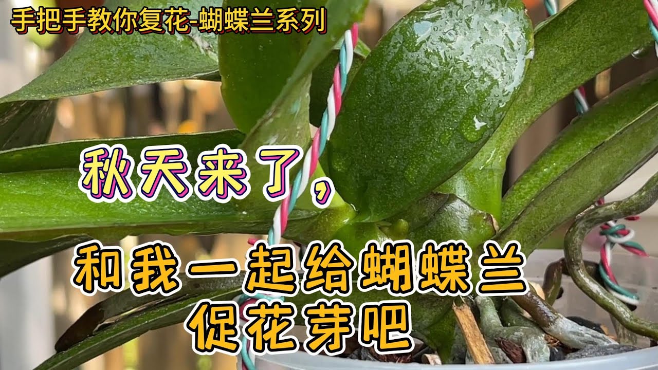 手把手教你复花-蝴蝶兰 76- 秋天来了，和我一起给蝴蝶兰促花芽吧