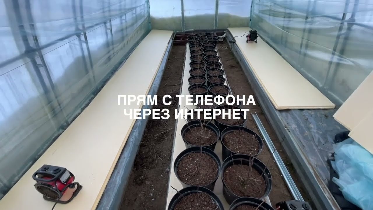 Пришла ГОРТЕНЗИЯМ ВЕСНА в СПБ 14 февраля +5 ГРАДУСОВ