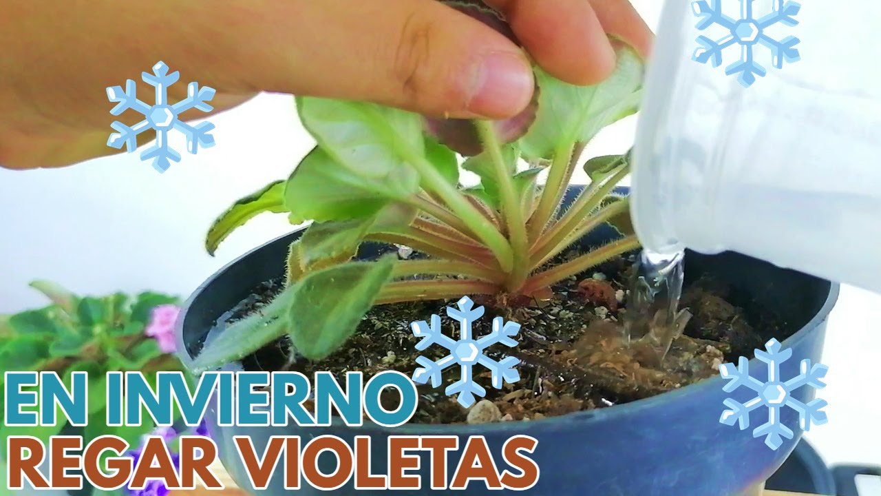 violetas africanas riegos de invierno chuyito jardinero