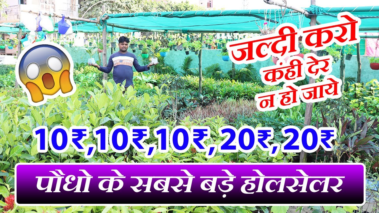 5₹,10₹,15₹,20₹ से पौधे | Cheapest Medicinal, Fruits, Vegetables, Indoor & Outdoor Plants Wholesale