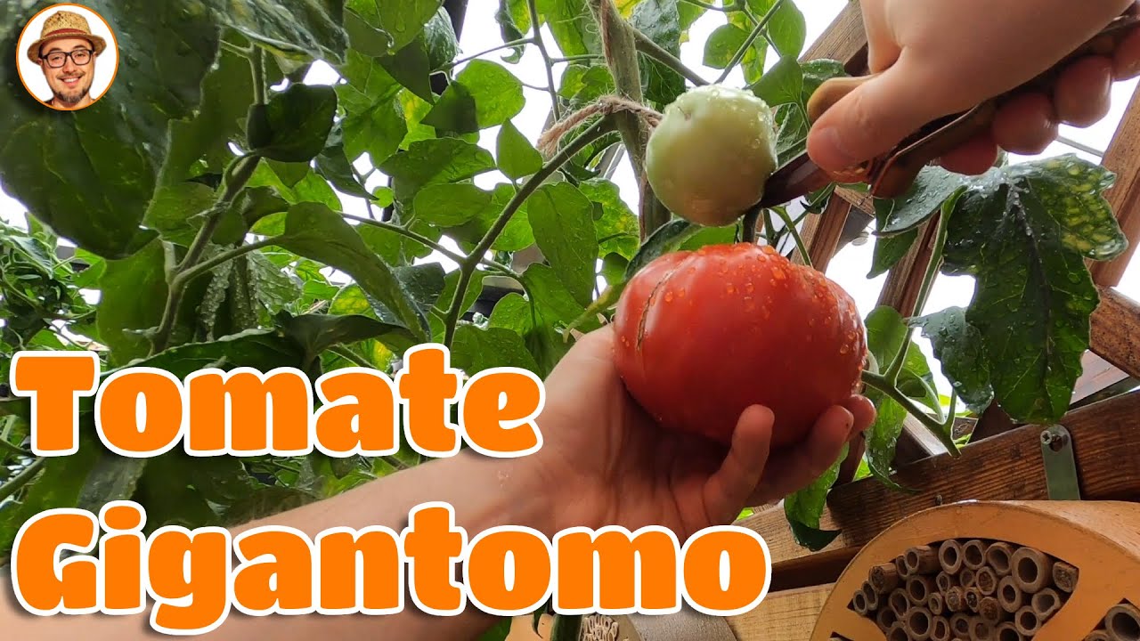 Tomate Gigantomo 🍅 Tomatensorten im Test Tomaten selbst anbauen Tomatenpflanzen im Garten