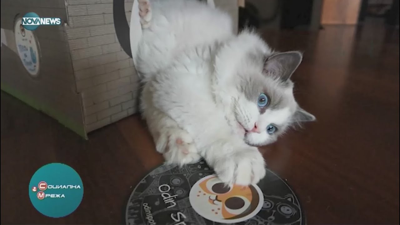 Къщички за котки от кашон - Odin Spot House