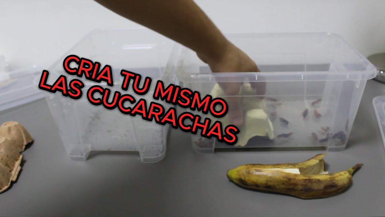 Como Criar De Forma Fácil Cucarachas Runner