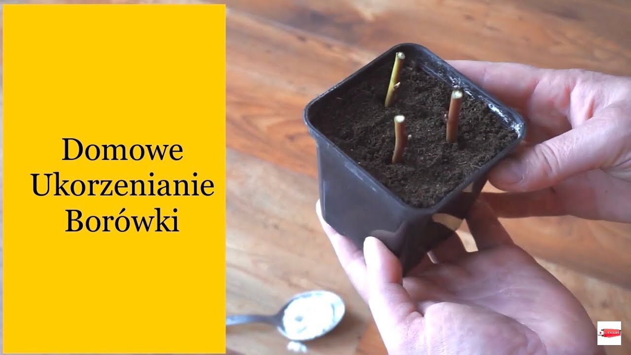 Rozmnażanie Borówki, Proste Ukorzenianie Borówki W Domowych Warunkach, #BorówkaPolska