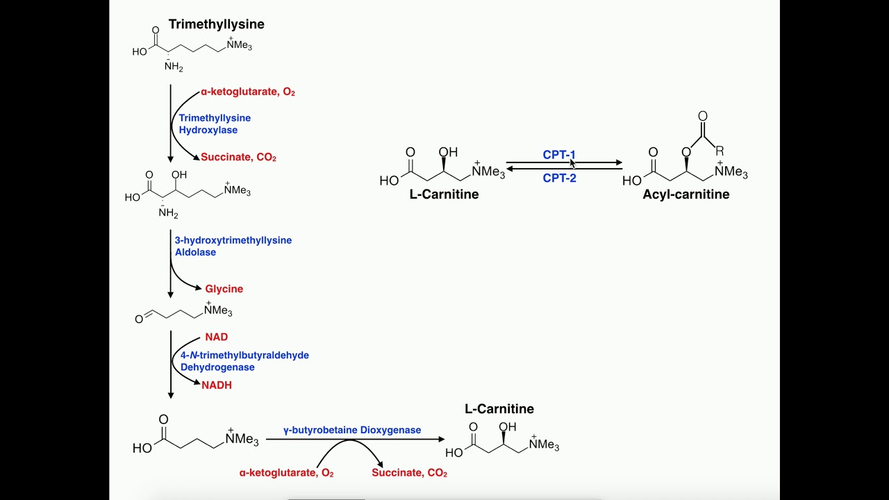 Exercise Physiology | Carnitine Biosynthesis & CPT Reactions