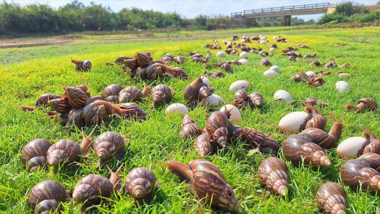 Wow Wow unique fishing! Picking eggs in the meadow and catching the spiders