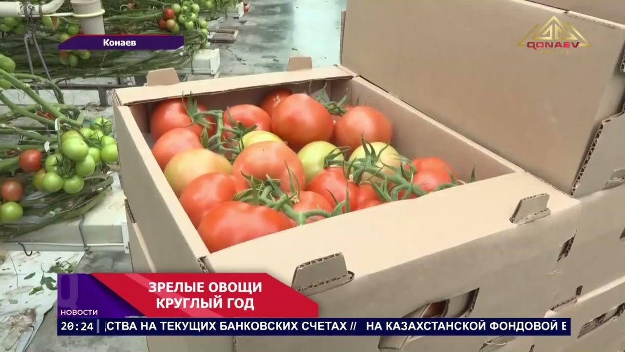 В современных теплицах Алматинской област собирают первый урожай томатов