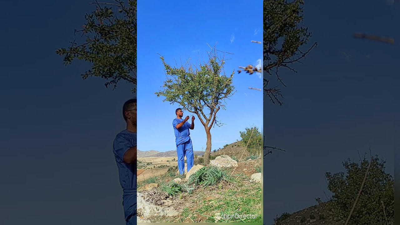 رحلة صيد طائر التفاحي ممتعة 2024