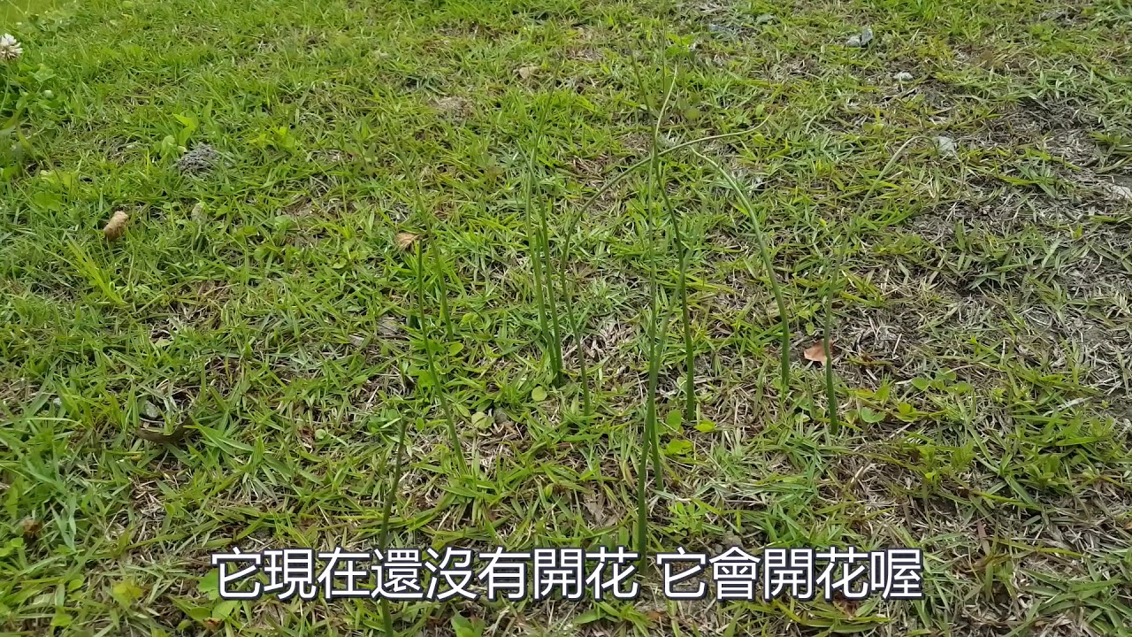 韭葉蘭 為蘭科Microtis unifolia (Forst) Reichb. f.植物