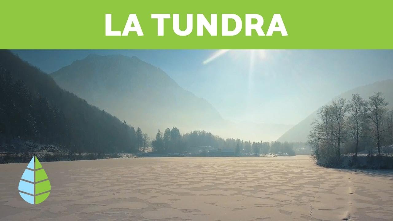 ¿Que es LA TUNDRA? - Tipos de TUNDRA: Tundra artica, tundra alpina y tundra antartica