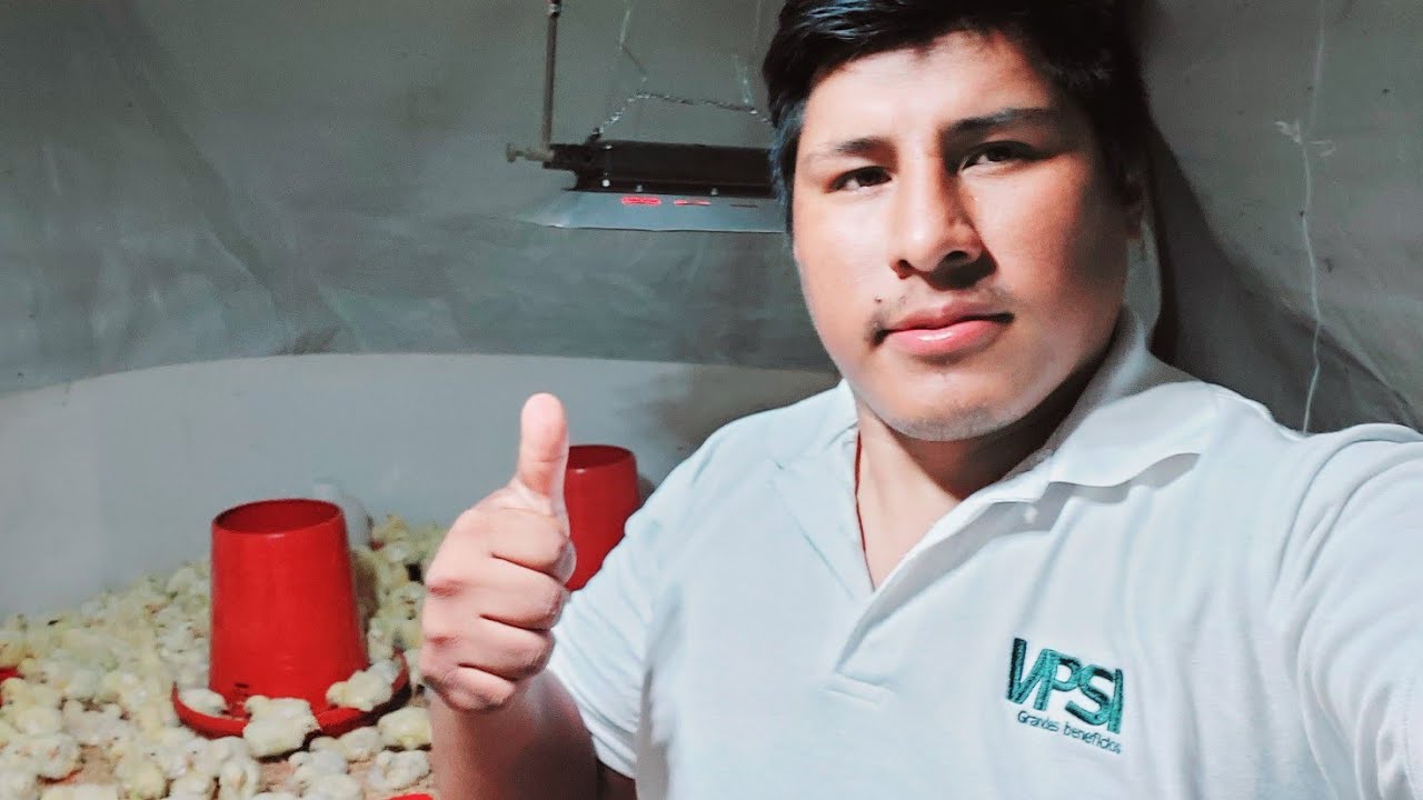 TECNICAS DE CRIANZA DE POLLOS BEBE - CAMARA , PISO , ILUMINACION-
