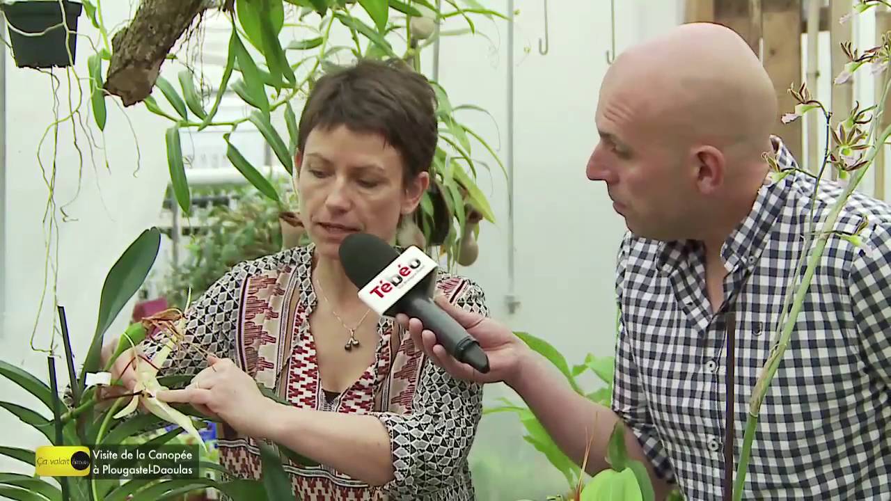 Ca vaut le détour ! à La Canopée Orchidées