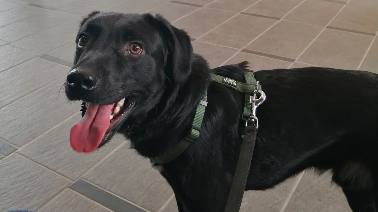 Активная жизнь с Пёсиком 🐕
