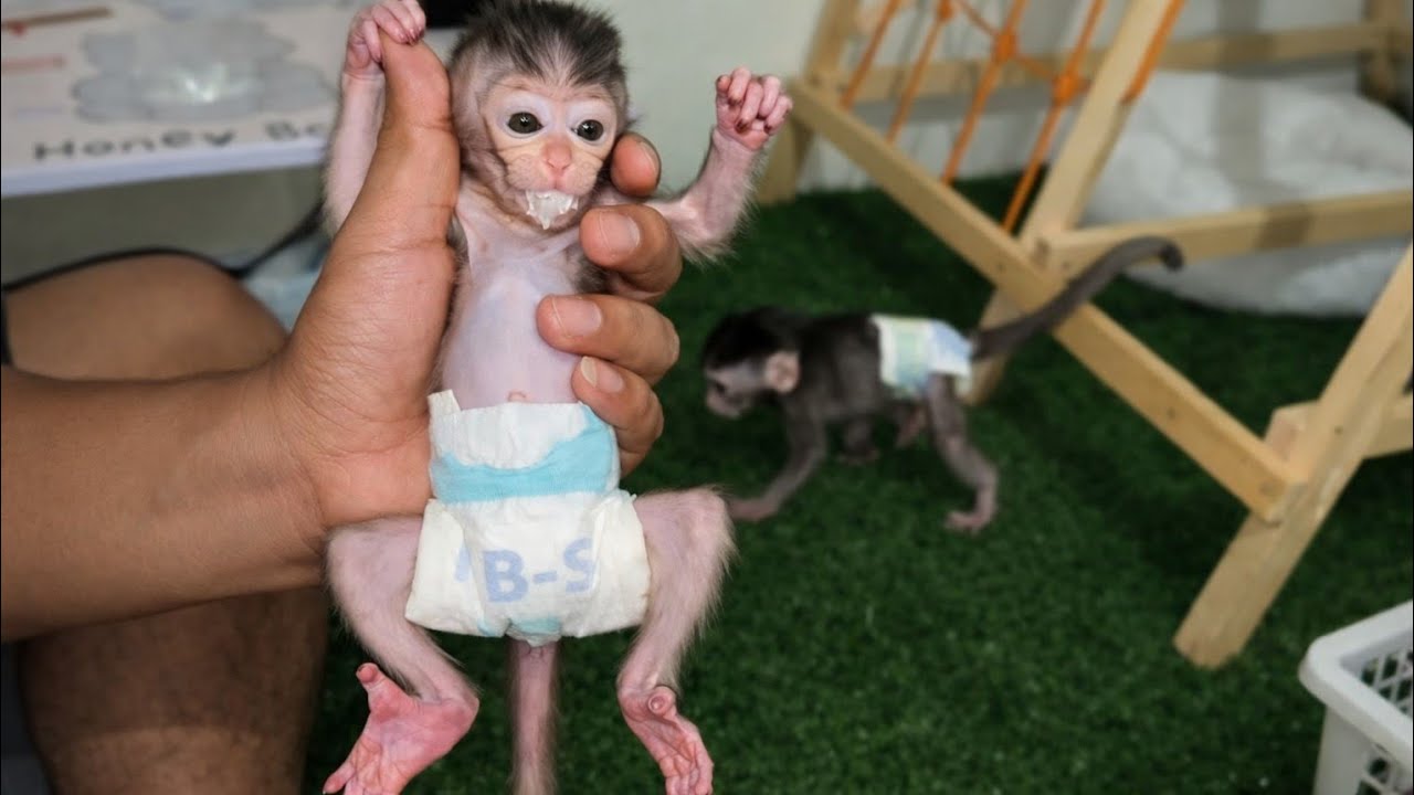 NEWBORN BABY MONKEY KIMMY SHE WEARS DIAPERS FOR THE FIRST TIME