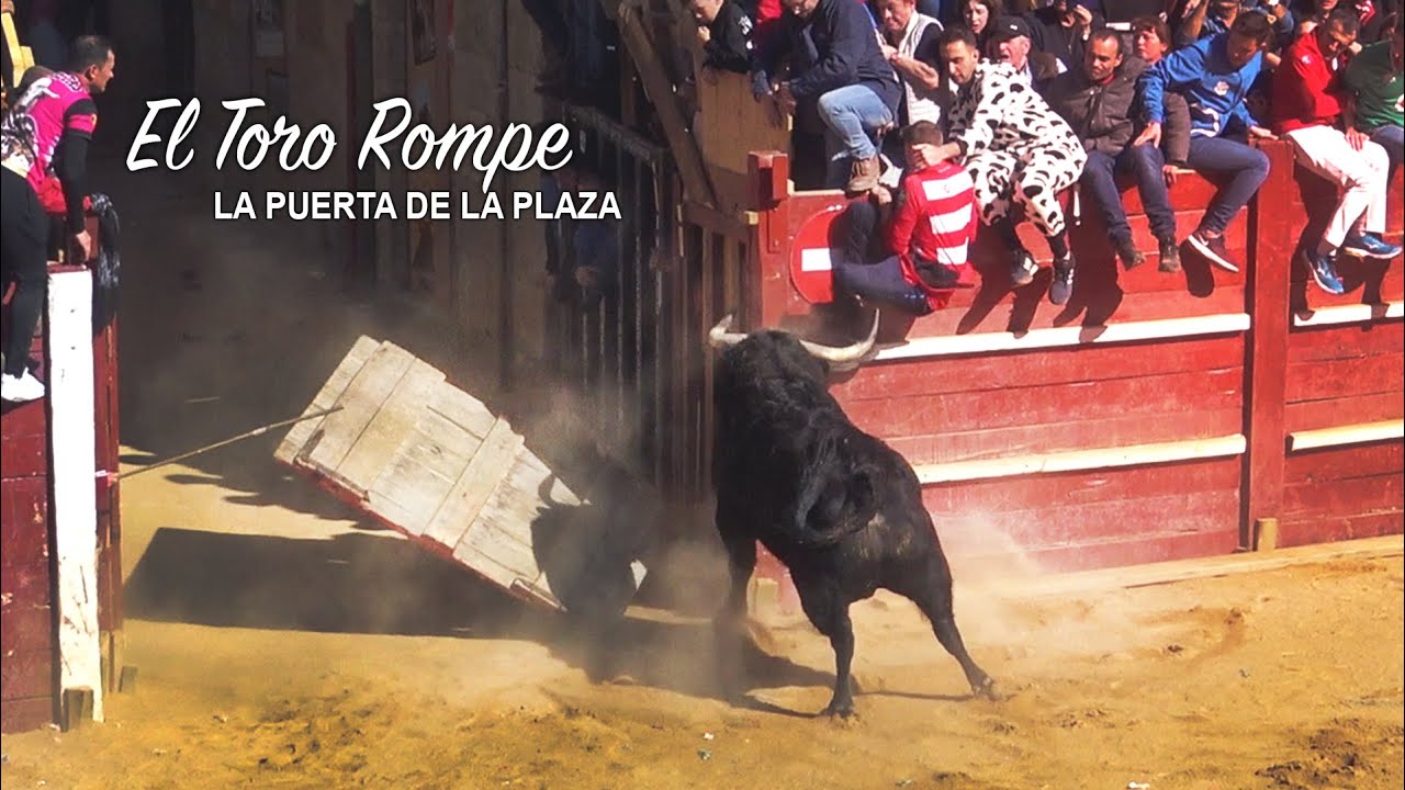 El Toro Rompe la Puerta de la Plaza Ciudad Rodrigo 2020