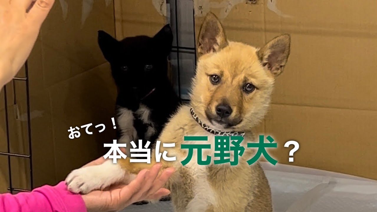 山口県から５つの命がやってきた