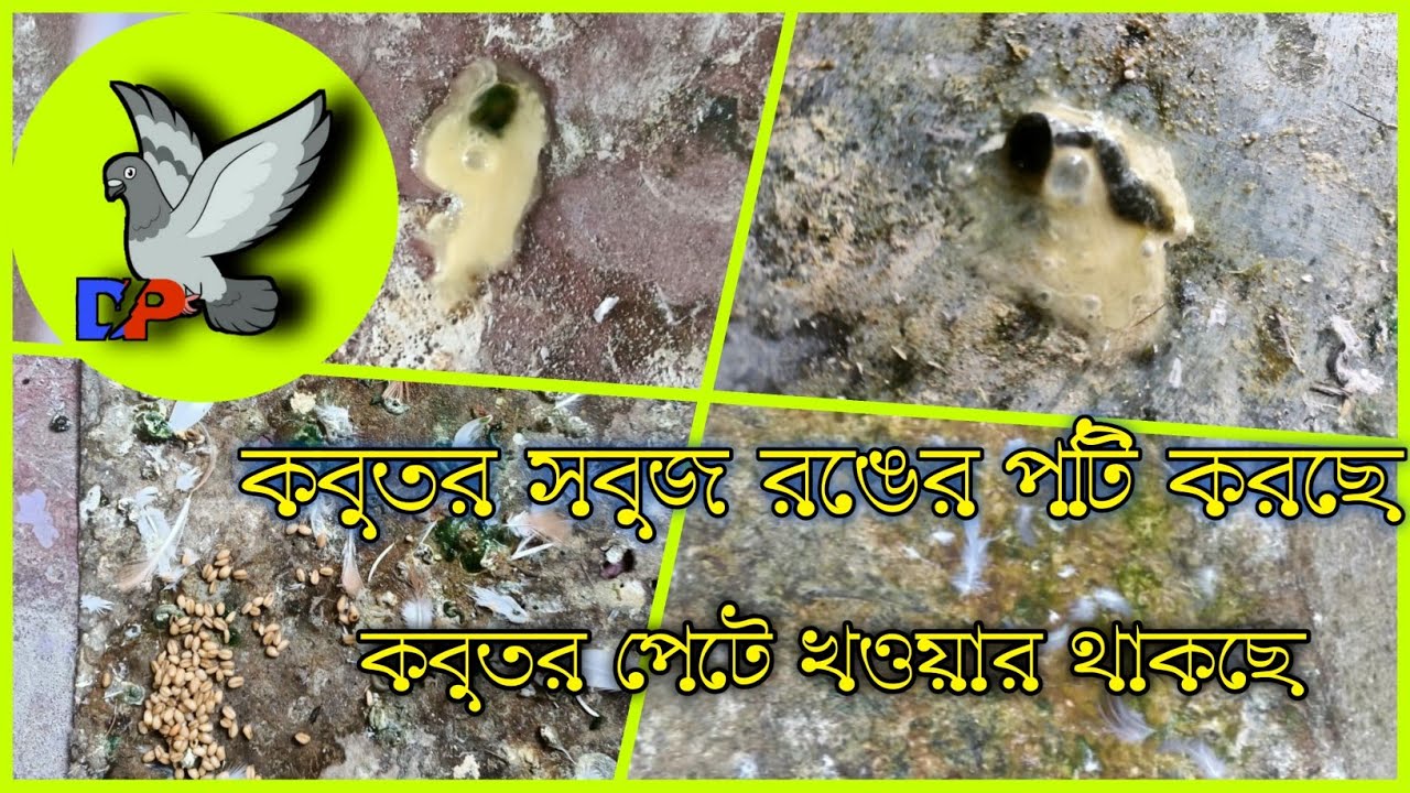 Pigeon Diarrhea Medicine💥|Treatment for Diarrhea|কবুতর এর সবুজ পটি হচ্ছে💥