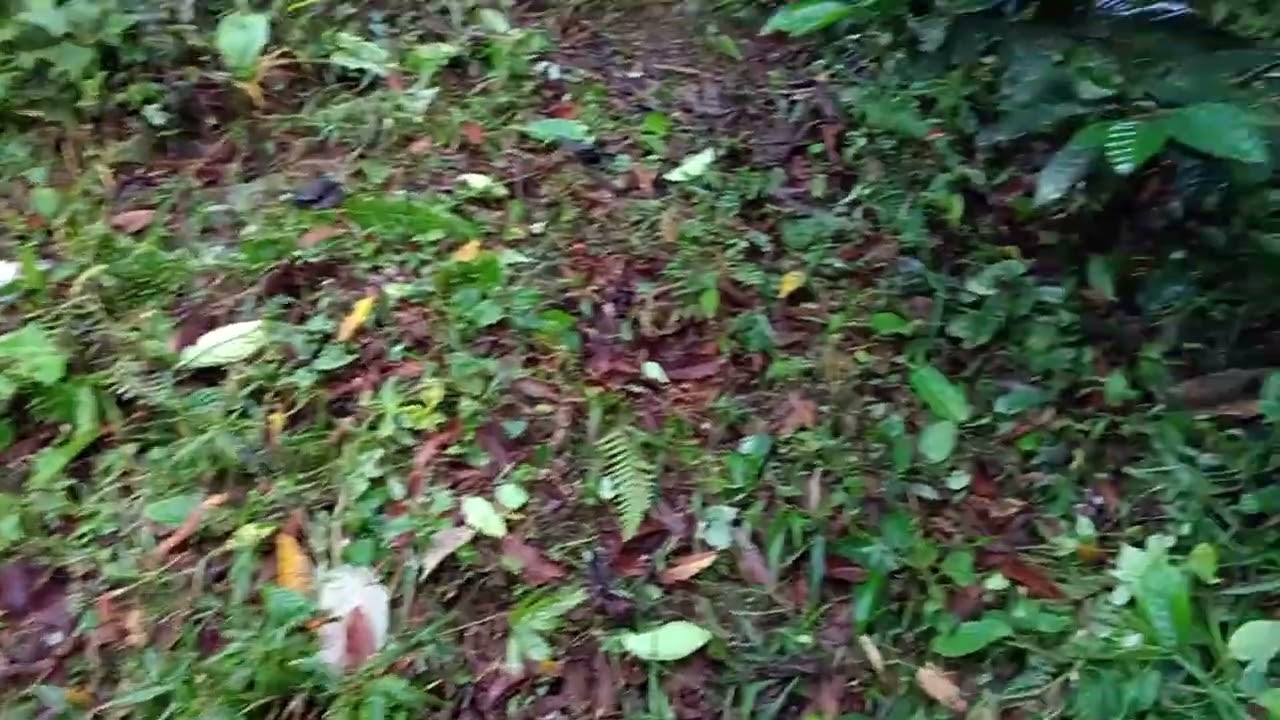 Cafetal el cerro 