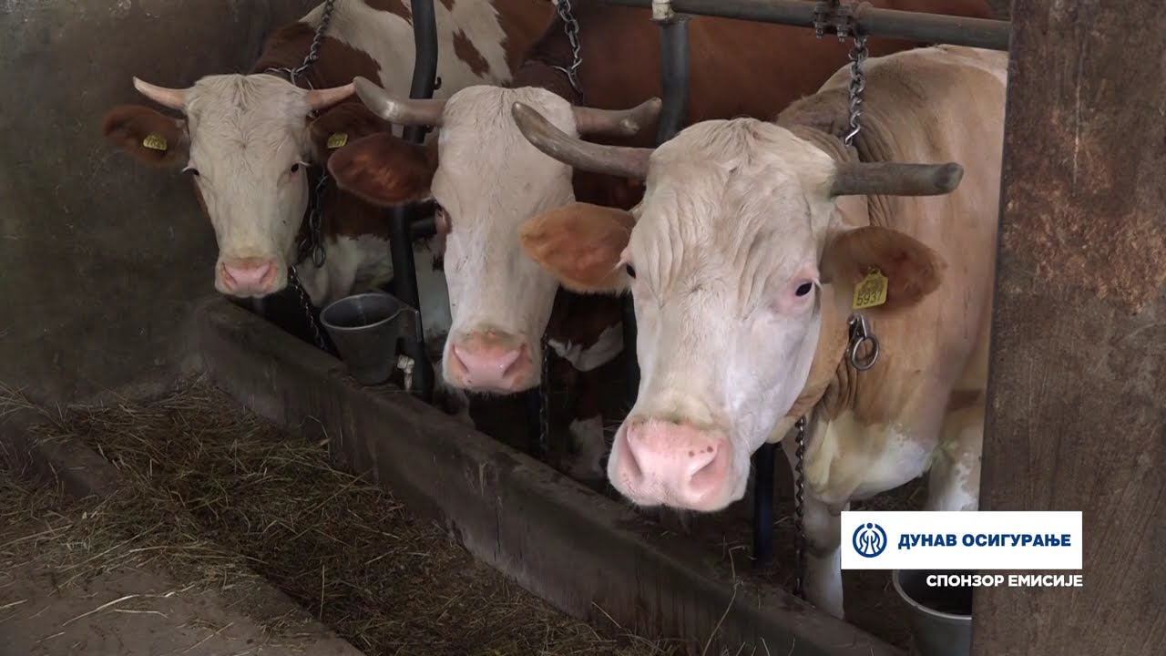 Naša priča ep. 459 13.06.2024. Porodica Obradović, Kozelj, Ljig, muzne krave, šljive