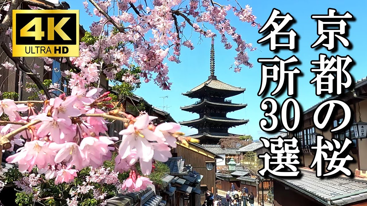 【4K 京都の桜🌸30選】美しい鮮やかな極上の名所