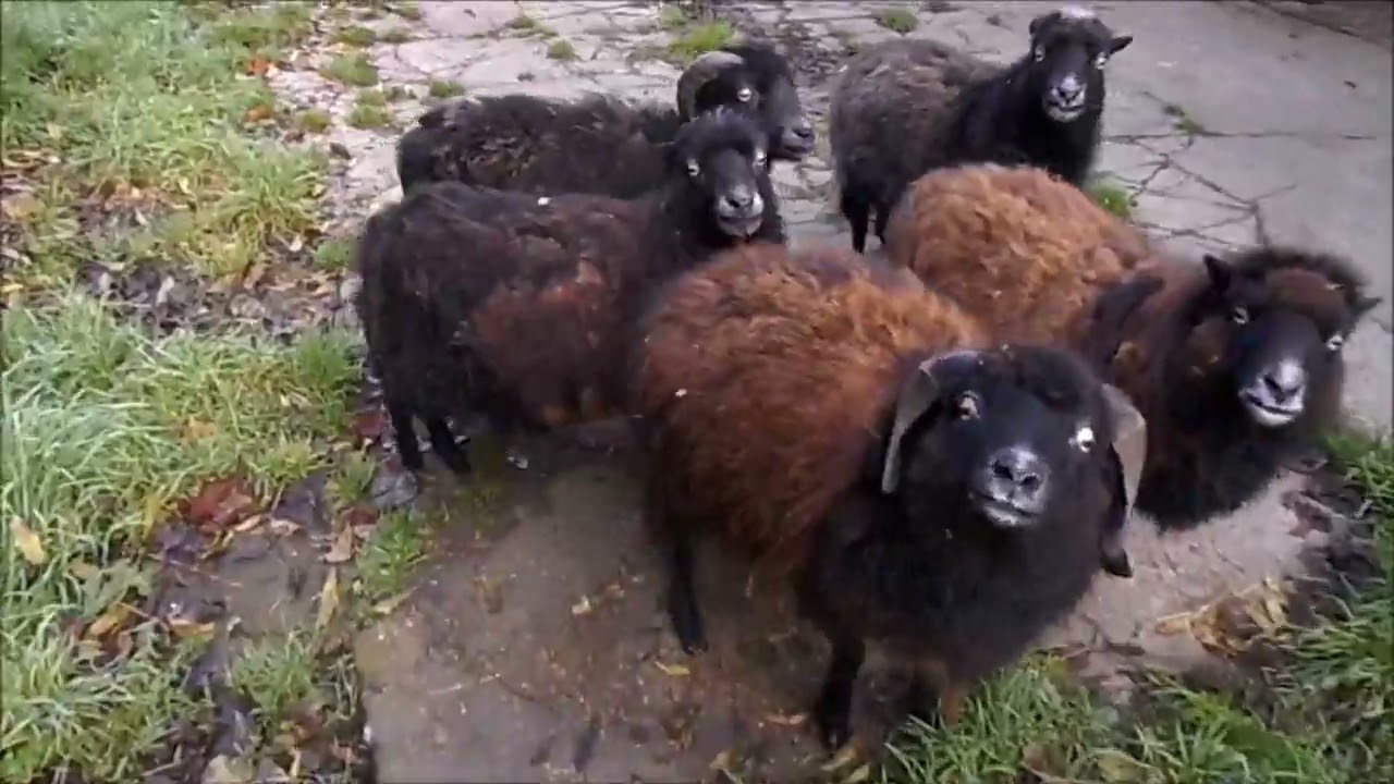 Ouessantschafe hüpfen wie die Kängurus
