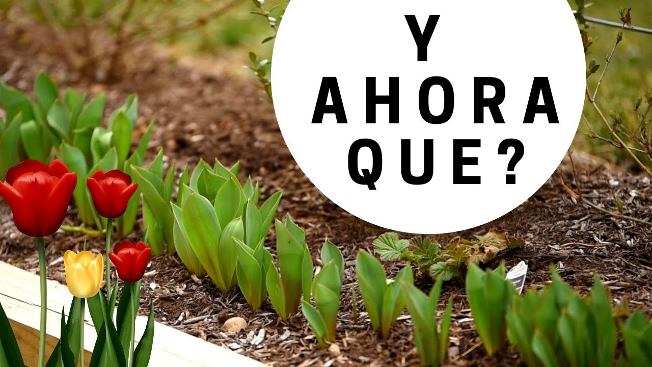Mis TULIPANES Terminaron de Florecer, Y AHORA QUE? Con Melisa Zujey
