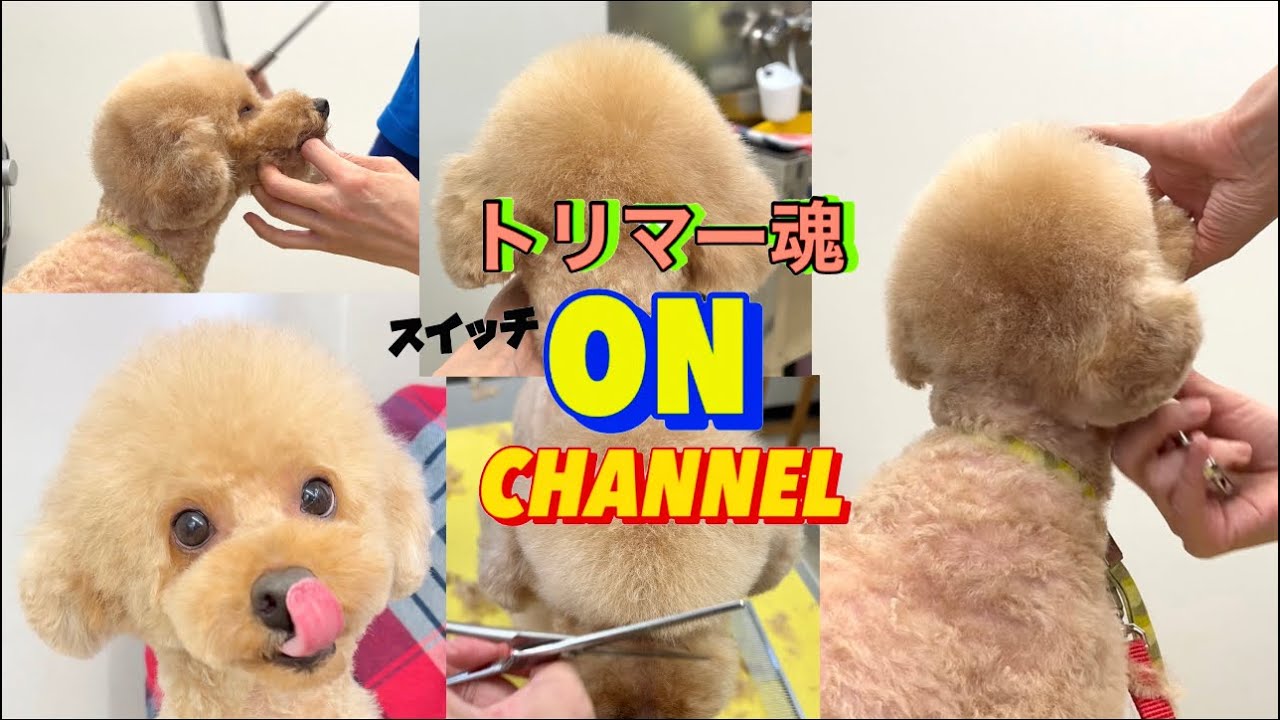トリミング】プードルの顔.頭のカット解説! 見えない部分も同時に視聴‼︎