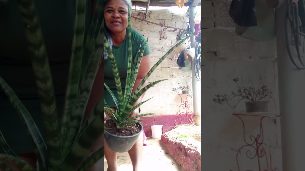 Olhe minha planta lança de São jorge