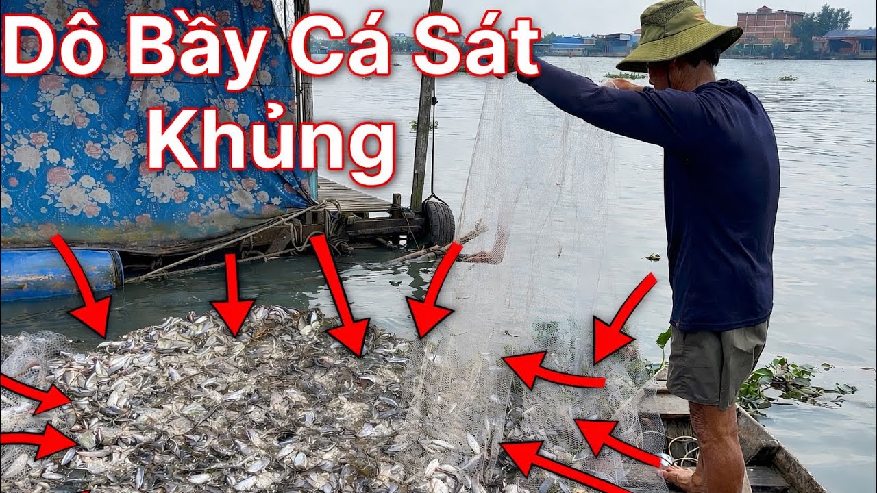 Hôm Nay Xúc Trúng Bầy Cá Sát Khủng..!  Hốt Bạc Triệu.