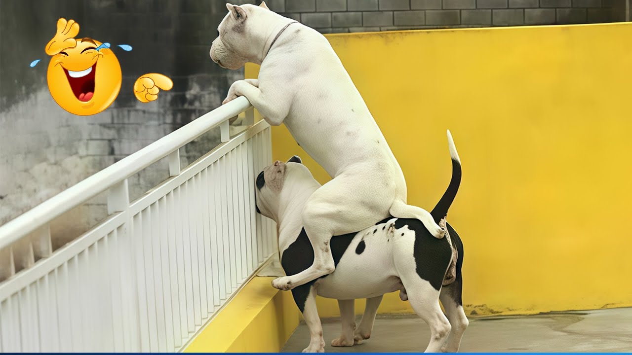 Best Of The 2025 Funny Animal Videos 😹🐶 Cat and Dog Videos That Don't Disappoint You.